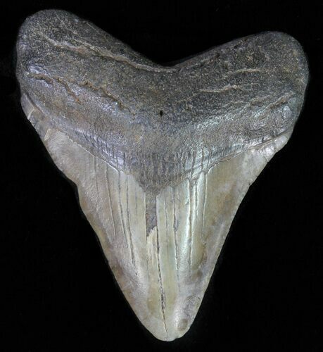Juvenile Megalodon Tooth #62142
